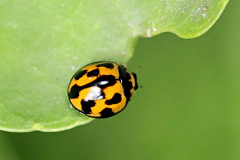 Variable Ladybird (Coelophora inaequalis)